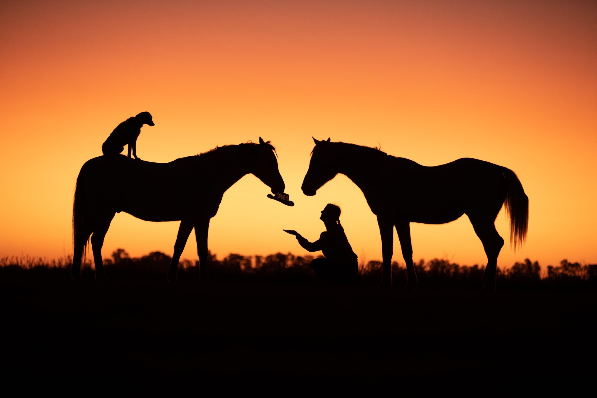 Siluetas de una persona y caballos al atardecer