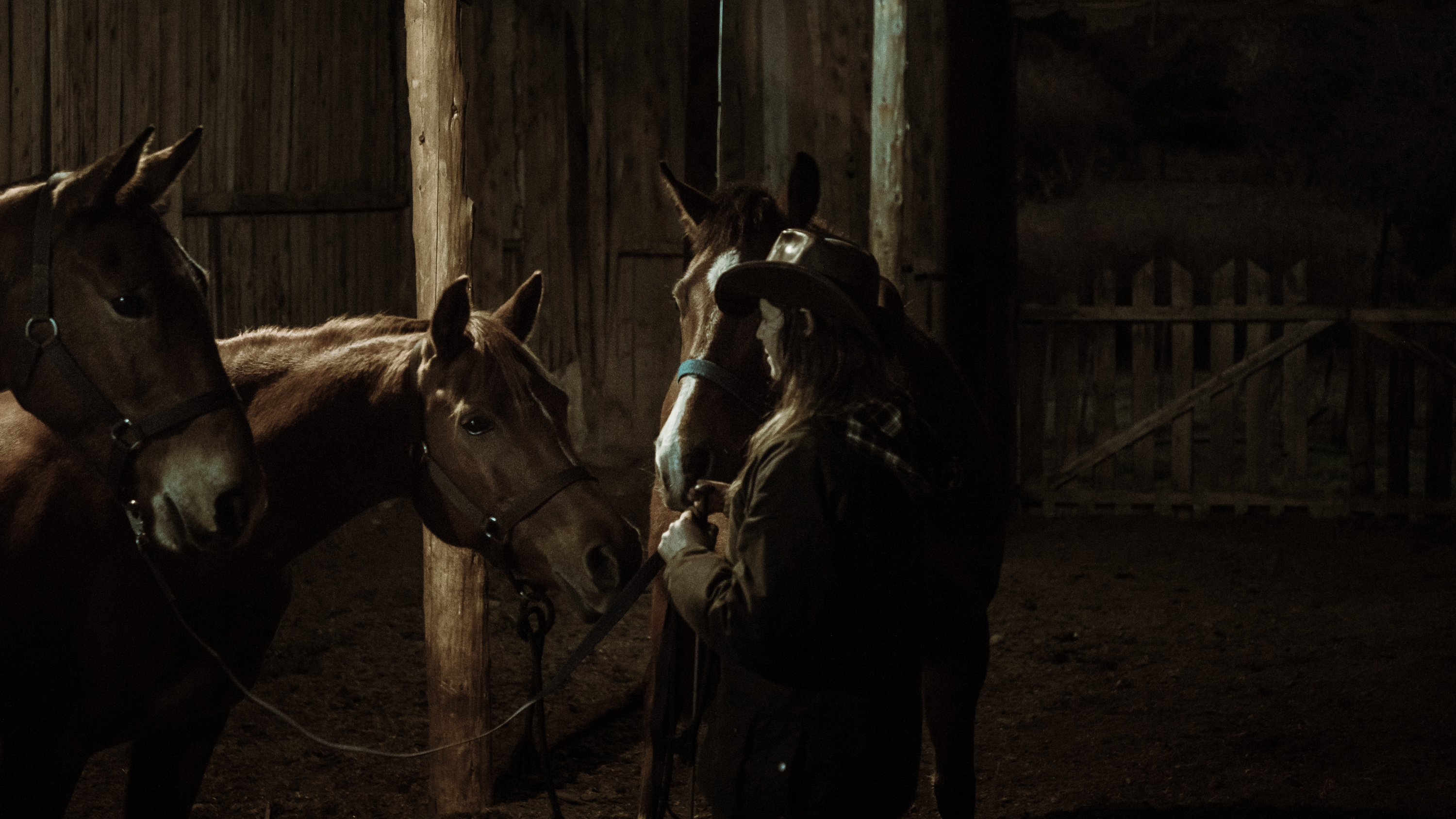Caballos juntos en un espacio de descanso